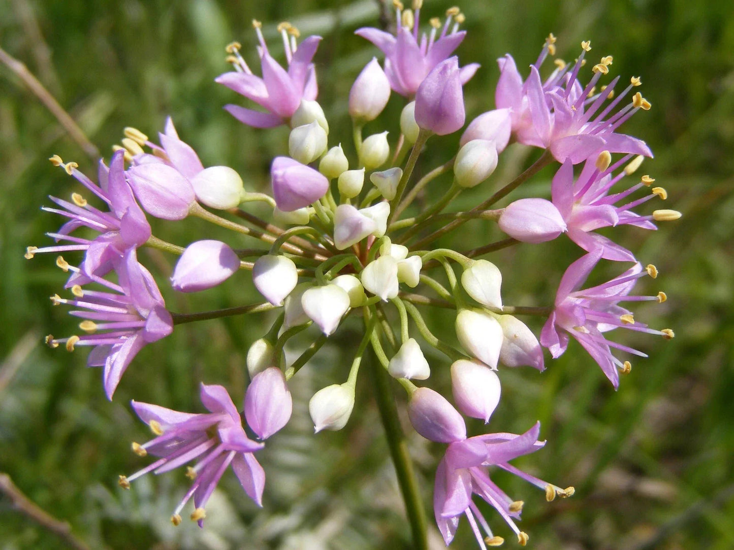 Prairie Onion Seeds - Bulk Non-GMO Heirloom Allium stellatum for Gardens, Pollinator-Friendly, Natural Landscape Plant