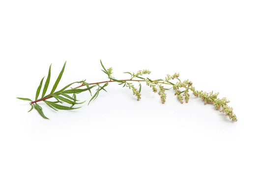 Mugwort Herb Seeds, Over 500, Artemisia vulgaris, Perennial Culinary & Medicinal Plant, Aromatic Leaves, Easy to Grow