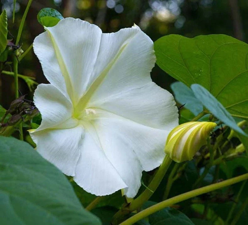 White Morning Glory Seeds, Moonflower Vine, Ipomoea alba, Fast-Growing Garden Plant, Night-Blooming White Flowers, Free Shipping