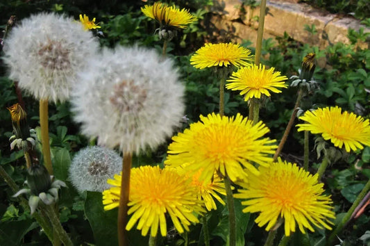 Organic Dandelion Seeds 100+ Taraxacum officinale Herbaceous Perennial for Edible Landscaping & Herbal Use