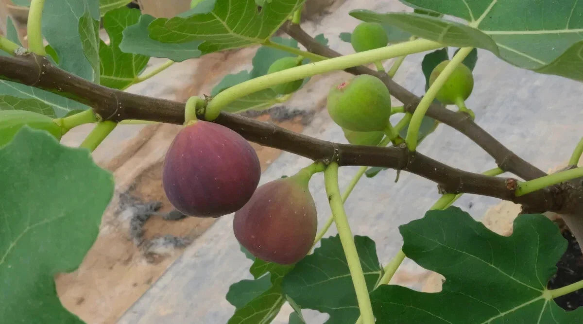 Little Ruby Fig Seeds - Ficus carica - 100+ Organic Non-GMO Fruit Tree Seeds for Garden, Container, Landscaping