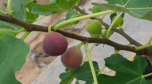 Little Ruby Fig Seeds - Ficus carica - 100+ Organic Non-GMO Fruit Tree Seeds for Garden, Container, Landscaping