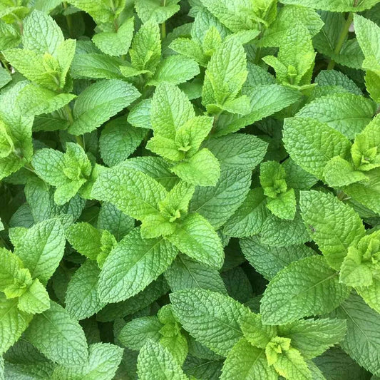 Organic Spearmint Plant Starter – Mentha spicata, Live Herb, Culinary & Tea Mint, Fast-Growing Perennial, Chemical-Free Herb Garden