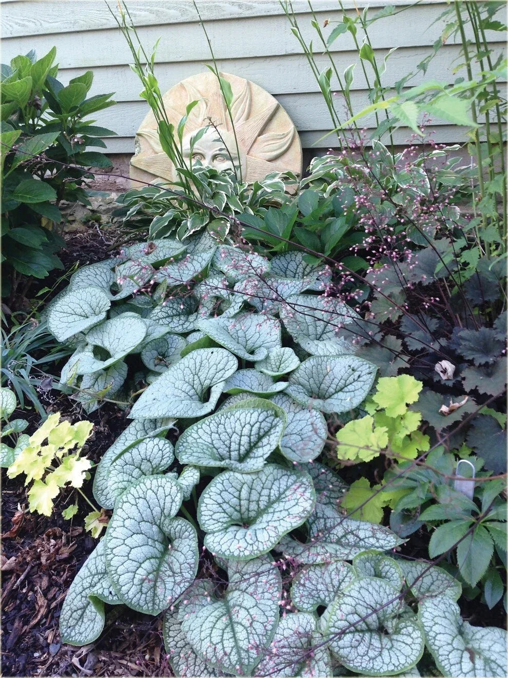 Brunnera ‘Sea Heart’ Live Starter Plant – Hardy Shade Perennial with Silver Heart Leaves & Blue Spring Flowers
