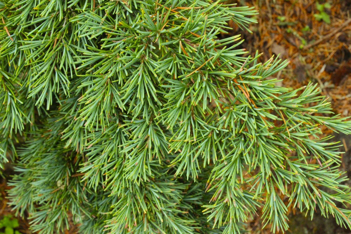 Mountain Hemlock Seedling - Bare Root Evergreen Conifer - Tsuga mertensiana - Ideal for Landscape or Bonsai Gardening