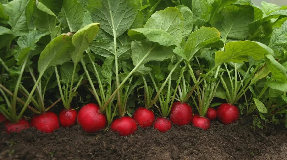Rudolf Radish Seeds - 500+ Non-GMO Raphanus sativus for Garden & Container Planting, Fast Germination, Organic, USA Grown