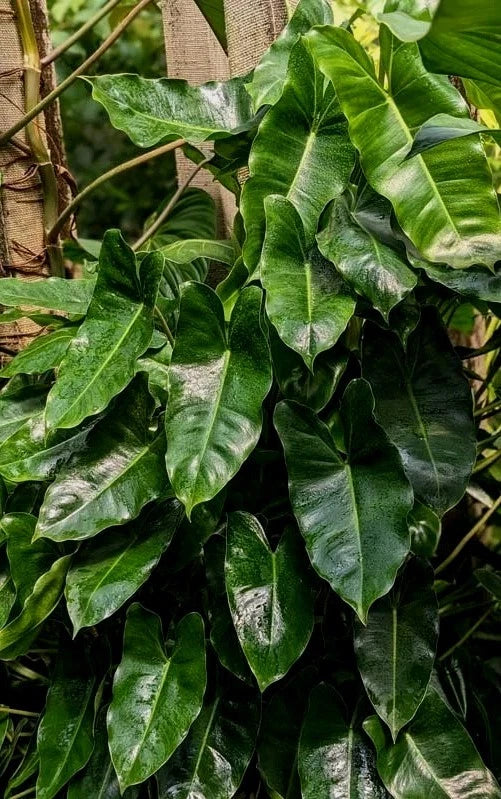Philodendron Plant with Roots | Burle Marx Variety | Easy Care Indoor Houseplant | Philodendron 'Burle Marx'