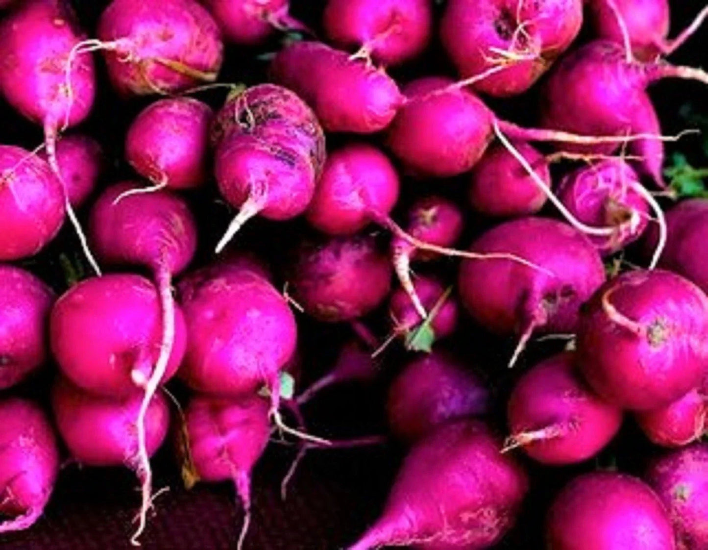Purple Plum Radish Seeds – Non-GMO, Fast-Growing Vegetable Garden Seeds, Raphanus sativus, 200+ Seeds