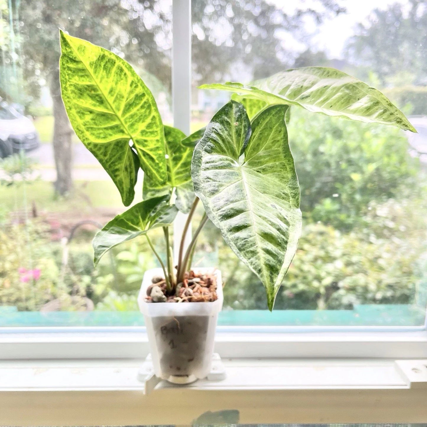 Syngonium Batik Plant - Rooted Potted Houseplant with Variegated Leaves - Syngonium podophyllum 'Batik'