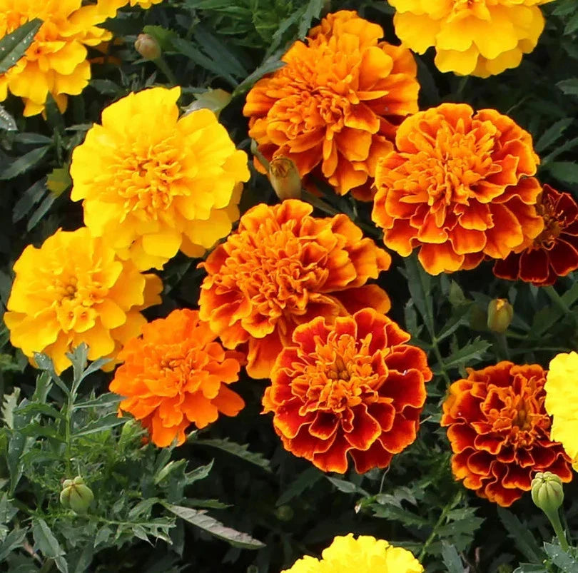 Petite French Marigold Seeds - Dwarf Tagetes Patula Mixed for Garden, Containers, and Borders