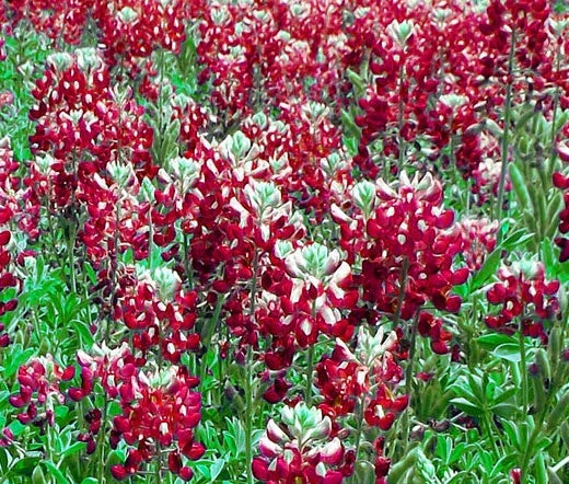 Texas Bluebonnet Seeds - 100 Bulk Maroon Red Lupinus texensis Wildflower Garden Planting
