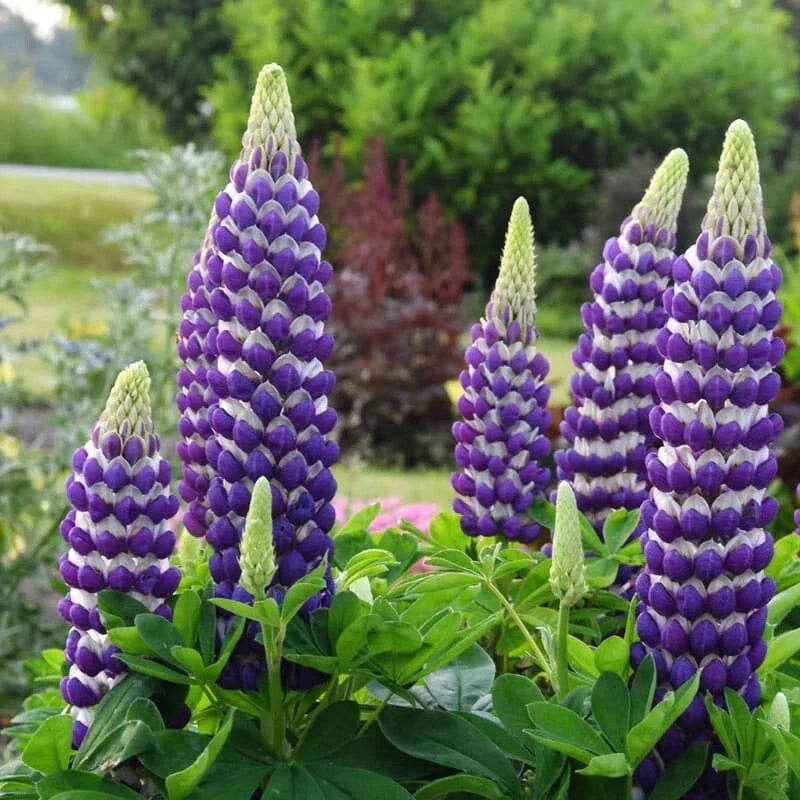 Blacksmith Lupine Seeds - 25 Perennial Flower Seeds - Lupinus polyphyllus - Non-GMO Hardy Flower Seeds for Pollinators