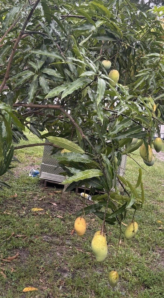 Mango Scion Grafting Cuttings – Venus Variety, 3 Bud Wood for Propagation, Mangifera indica