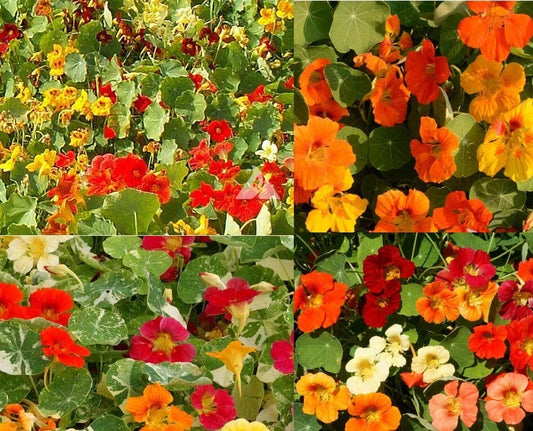 Nasturtium Seeds Bulk 100 Count Dwarf Edible Flowers Tropaeolum majus for Gardens & Containers