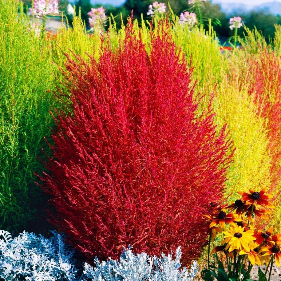 Red Cypress Burning Bush Seeds, Kochia Scoparia, Drought Tolerant, Summer Color, Easy to Grow, 50 Seeds for Garden Planting