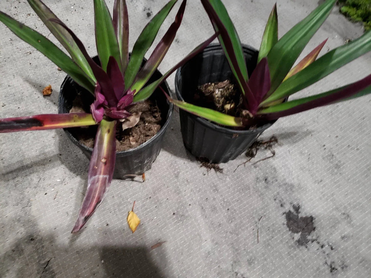 Multicolor Tradescantia Spathacea Plant - Indoor Houseplant - Moses in The Cradle - Dwarf Oyster Plant - Variegated Foliage