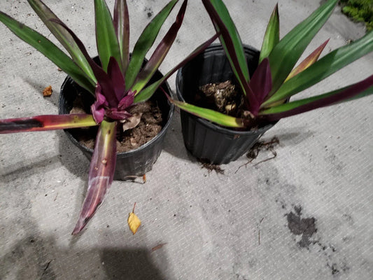 Multicolor Tradescantia Spathacea Plant - Indoor Houseplant - Moses in The Cradle - Dwarf Oyster Plant - Variegated Foliage