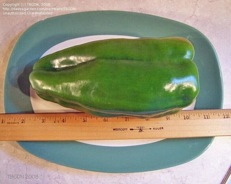 Big Bertha Sweet Pepper Seeds - Non-GMO Organic Heirloom Capsicum annuum - 50+ Fresh Vegetable Seeds for Garden, Container, or Raised Bed