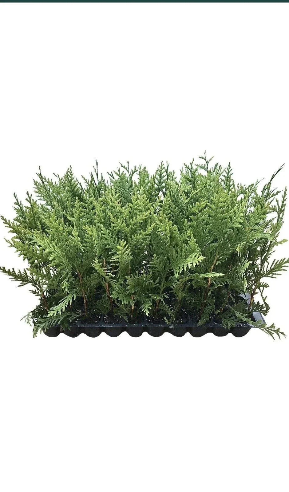 30 Green Giant Arborvitae Trees, Bare Root Evergreen Privacy Shrubs, Thuja Plicata, Fast Growing, Ideal for Hedges