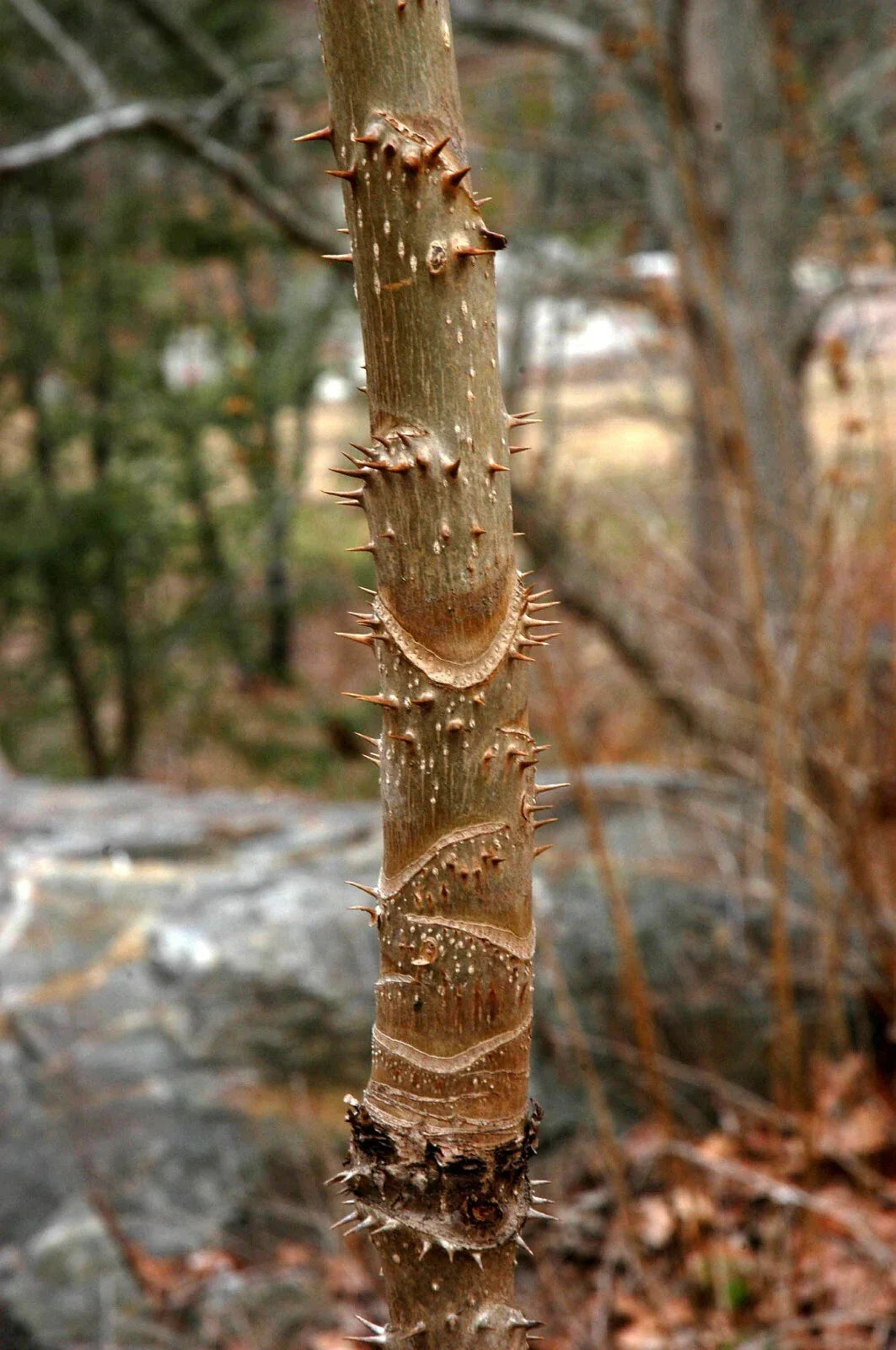 Devil's Walking Stick Seeds - 30 Pack, Aralia spinosa, Hardy Perennial, Native American Medicinal Herb, Ornamental Plant