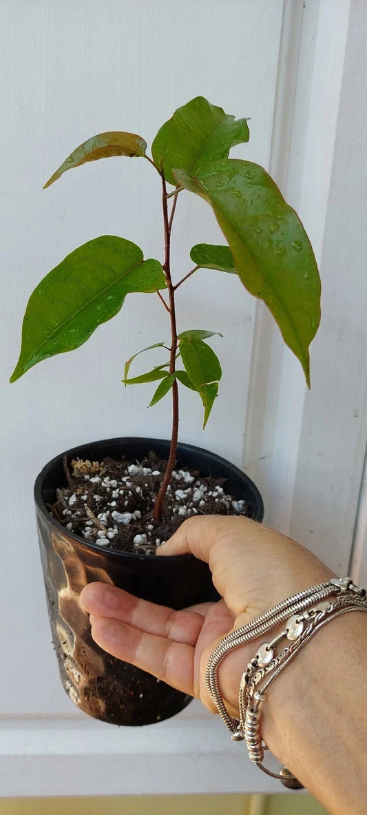 Gumbo Limbo Seedlings - 8" Live Bursera Simaruba Trees for Sale - Tropical Landscape Plants for Gardens and Yards