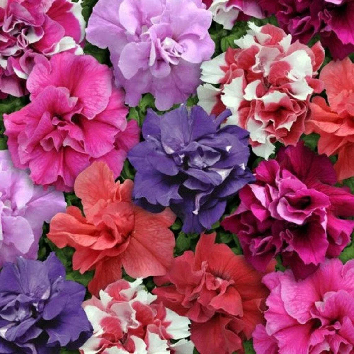 Double Mix Petunia Seeds 50 Pack for Containers & Hanging Baskets | Petunia × hybrida in Vibrant Colors