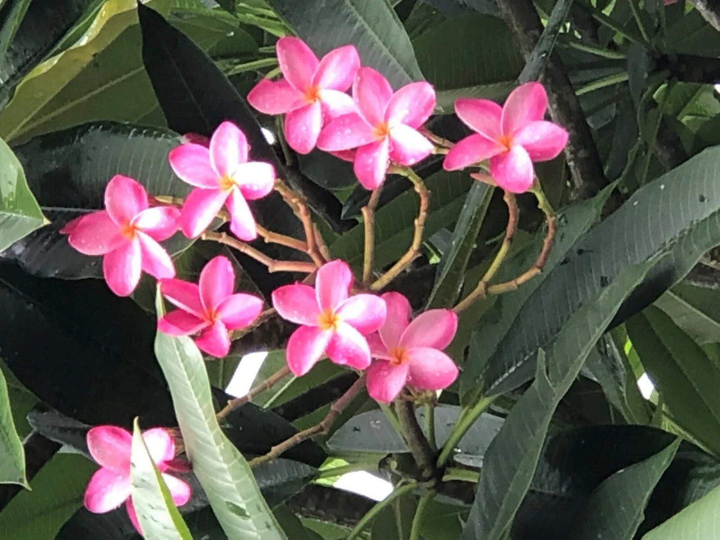 Plumeria Plant 6-10" Miami Rose Pink Flowers Fragrant Frangipani (Plumeria rubra) for Garden Patio Outdoor