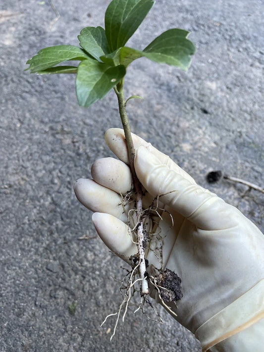 Japanese Pachysandra Bare Root Plants - 30 Count, Ground Cover, Pachysandra terminalis, Low-Growing Evergreen Perennials