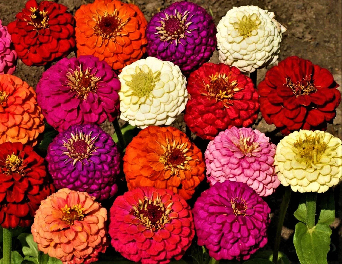 Zinnia Seeds - Lilliput Mix, Colorful Annual Flowers, Zinnia elegans, Compact Growth, 100+ Seeds for Borders & Containers