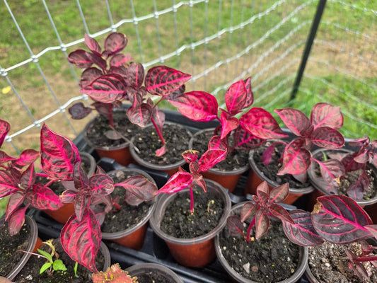 Live Rooted Lysine Chicken Gizzard Bloodleaf Plant | Iresine herbstii Starter for Garden, Container, or Indoor Growth