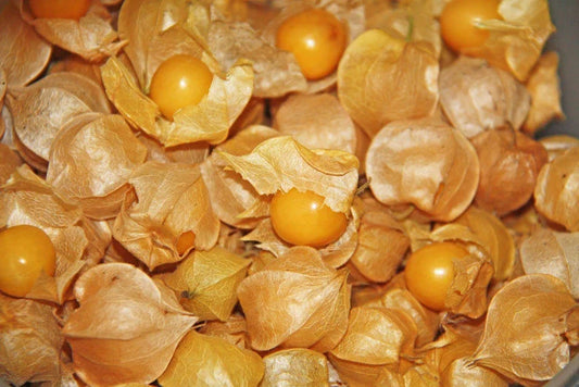 Ground Cherry Seeds - 250+ Physalis pruinosa Organic Heirloom Fruit Seeds for Home Gardening