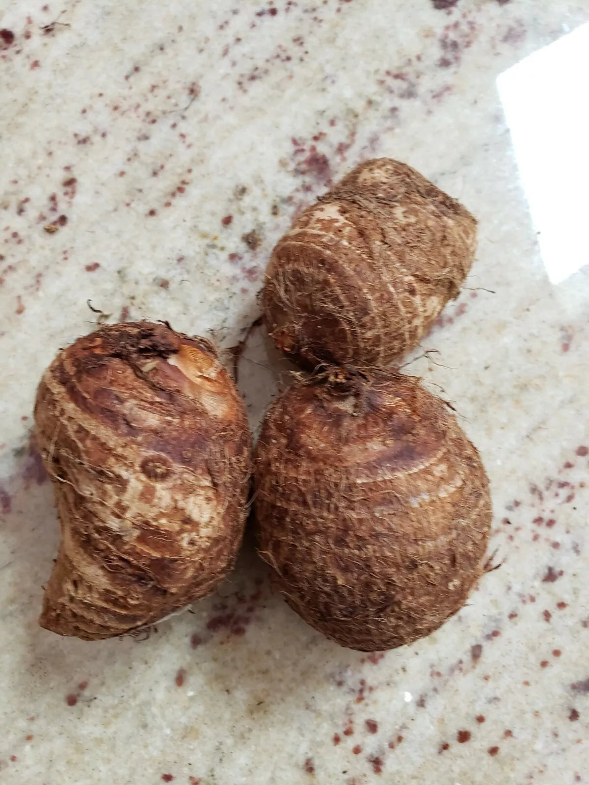 20 Live Colocasia Esculenta Elephant Ear Taro Bulbs - Fresh Gabi Kalo Eddo for Edible Tropical Gardens