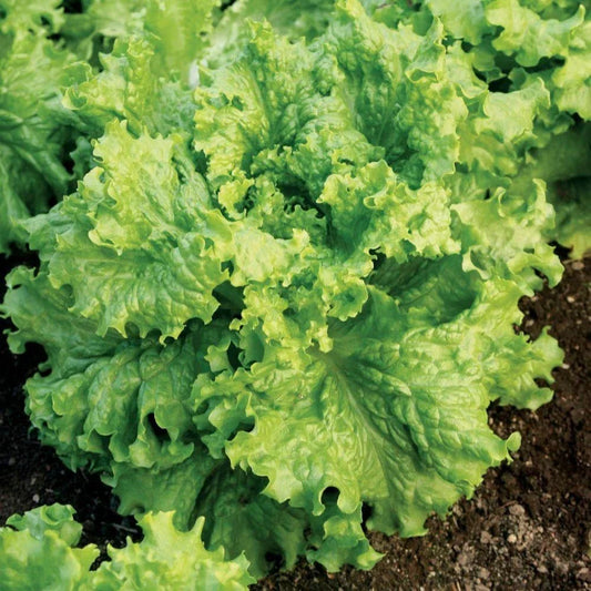 Lettuce Seeds 5000 Count - Grand Rapids Waldmann Green Loose Leaf - Fast Growing, Non-GMO Lactuca sativa for Home Garden