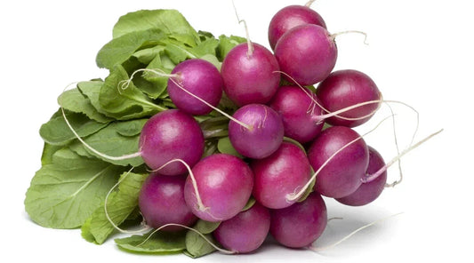 Malaga Radish Seeds Pack 500+ Raphanus sativus Non-GMO Fast Germination for Home Garden & Container Planting