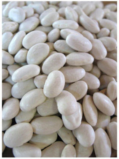 Navy Bean Seeds - Phaseolus vulgaris - Soup Beans for Planting, Bountiful Harvest, Non-GMO, Full Sun, Pack of 100 Seeds