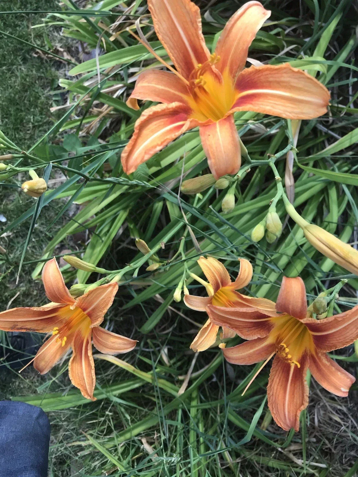 Set of 5 Orange Daylily Plants, Hemerocallis fulva, Perennial Flowering Garden Plants for Borders & Containers