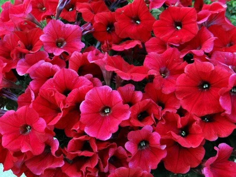 Bright Red Petunia Seeds - 50 Count for Containers & Baskets - Petunia x hybrida - Vibrant Annual Flowers for Gardens