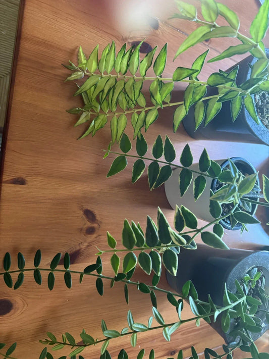 Hoya Plant Bundle – Hoya Bella Variegated & Hoya Engleriana Indoor Houseplants for Home Decor, Easy Care, Low Maintenance