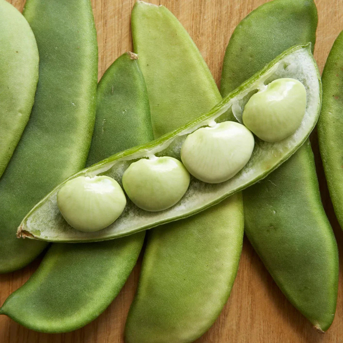 Fordhook 242 Lima Bean Seeds – Large Pods, Drought Resistant, Phaseolus lunatus, High-Yield, Award-Winning, Green, Bush Type