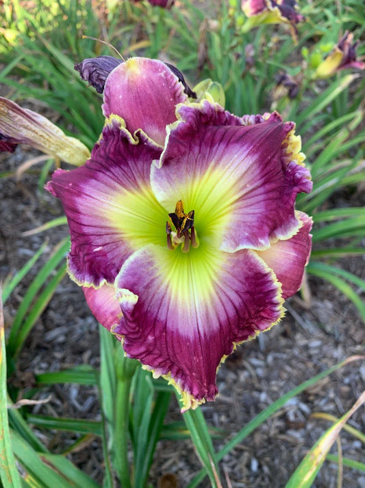 Mixed Daylilies Bare Root Plants – 50 Premium Varieties for Garden Hemerocallis