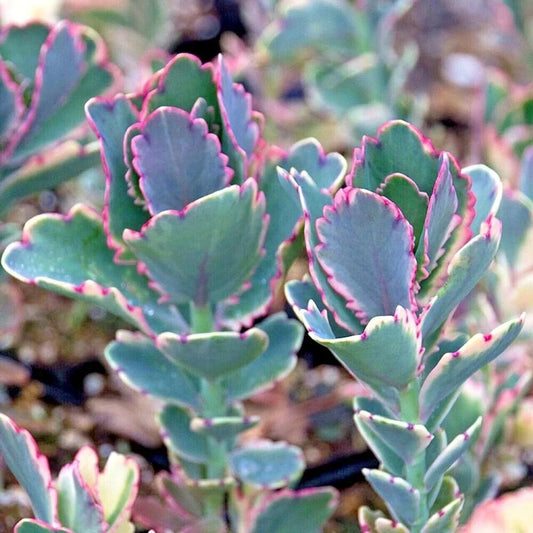 Kalanchoe Plant - Lavender Scallops Succulent - Kalanchoe fedtschenkoi Indoor Houseplant for Drought Tolerance