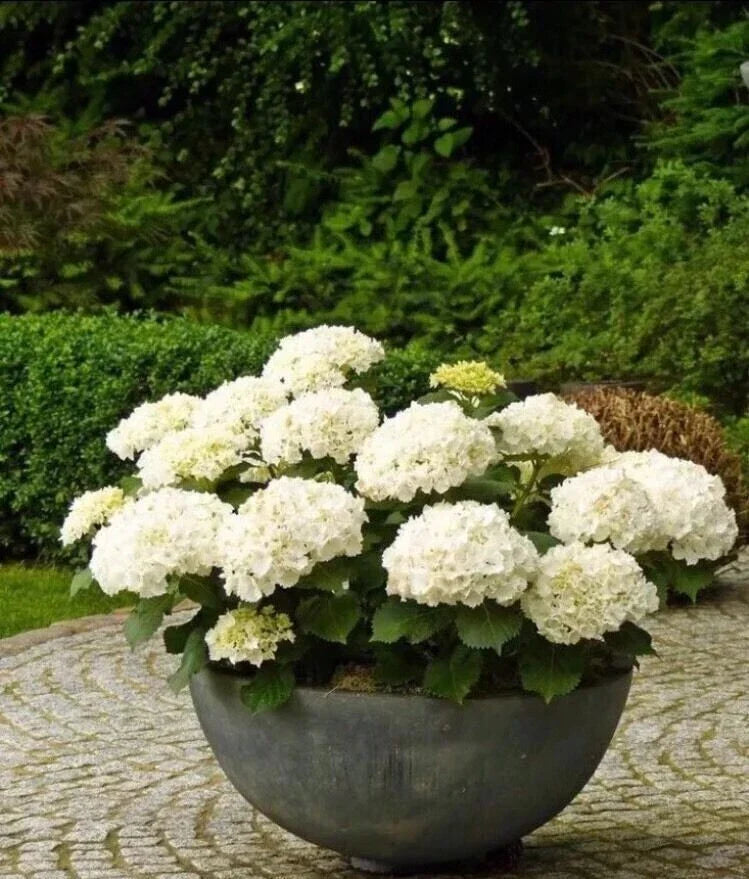White Hydrangea Seeds 20Pcs Perennial Flower Seeds for Garden, Hydrangea macrophylla, Easy to Grow, Blooming Shrubs