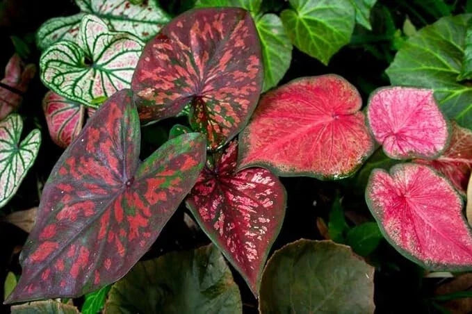 Caladium Bulbs Fancy Mix - Mixed Color Perennial - Caladium hortulanum - Easy to Grow for Shady Areas, Vibrant Foliage