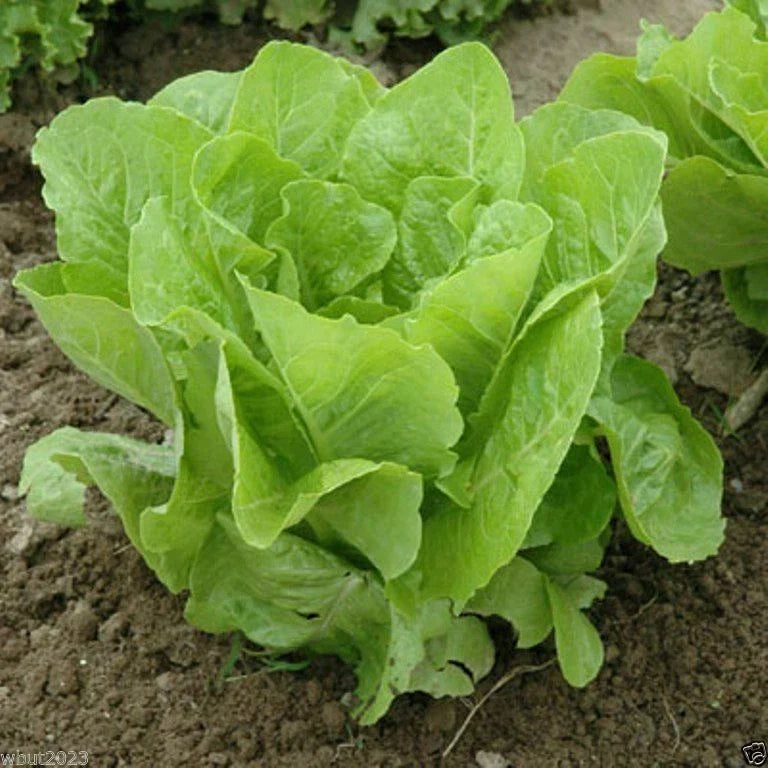 Jericho Romaine Lettuce Seeds - Non-GMO, Full Sun, Crisp, Lactuca sativa 'Jericho' for Home Garden & Container Planting