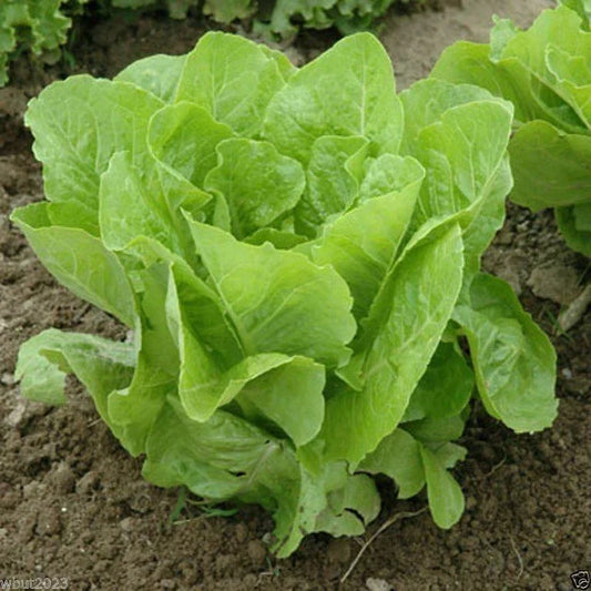 Jericho Romaine Lettuce Seeds - Non-GMO, Full Sun, Crisp, Lactuca sativa 'Jericho' for Home Garden & Container Planting