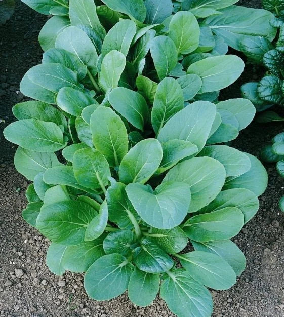Tatsoi Black Night Seeds - 1 Oz Asian Mustard Microgreens, Brassica rapa var. narinosa, High Vitamin, Edible Greens for Indoor & Outdoor Gardening