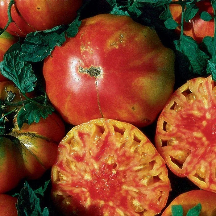 Heirloom Tomato Seeds - 120+ Organic Non-GMO Hillbilly Variety - Solanum lycopersicum - Rare Sweet Flavor