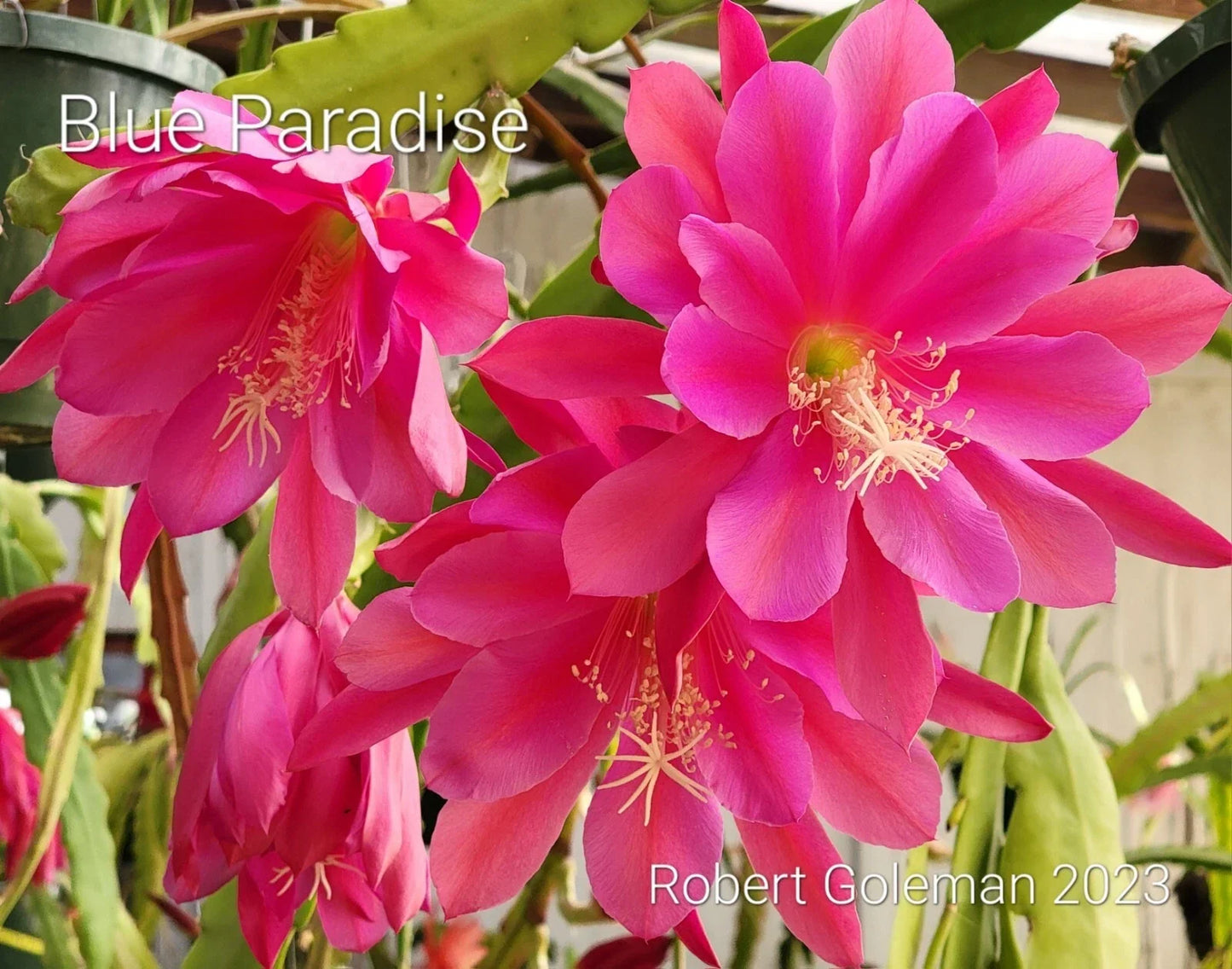 Epiphyllum 'Blue Paradise' Unrooted Cutting - Rare Orchid Cactus with Blue Flowers - Exotic Indoor Houseplant - Climbing Epiphyllum spp.
