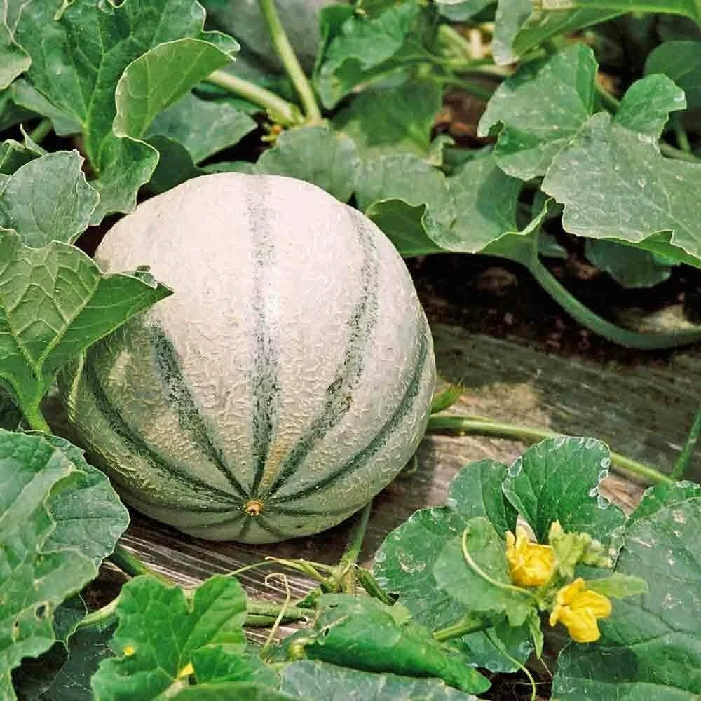 Charentais Melon Seeds - Heirloom Non-GMO Cucumis melo, Vining, Sweet & Aromatic, Seed Packet for Garden Planting