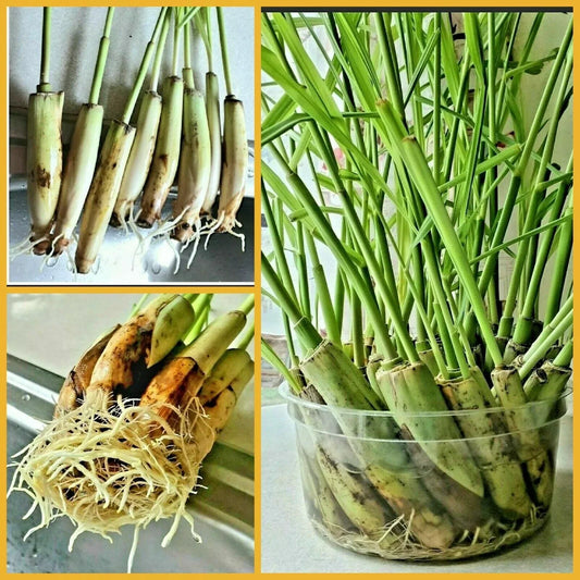 Lemongrass Stalks 5 Count – Mosquito Repellent Plant – Cymbopogon citratus – Natural Insect Barrier for Garden & Pots